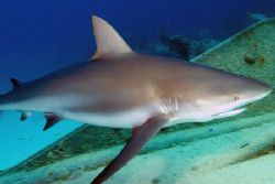 Close encounter with a Caribbean reef shark. Fuji Finepix... by Stuart Spechler 